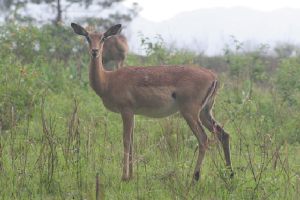 Swaziland414.jpg