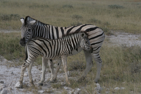 namibia_zebra.jpg