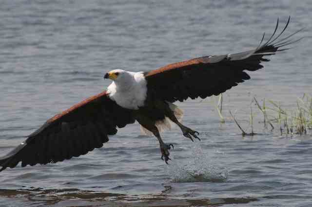 oct-06_fish_eagle_02.jpg